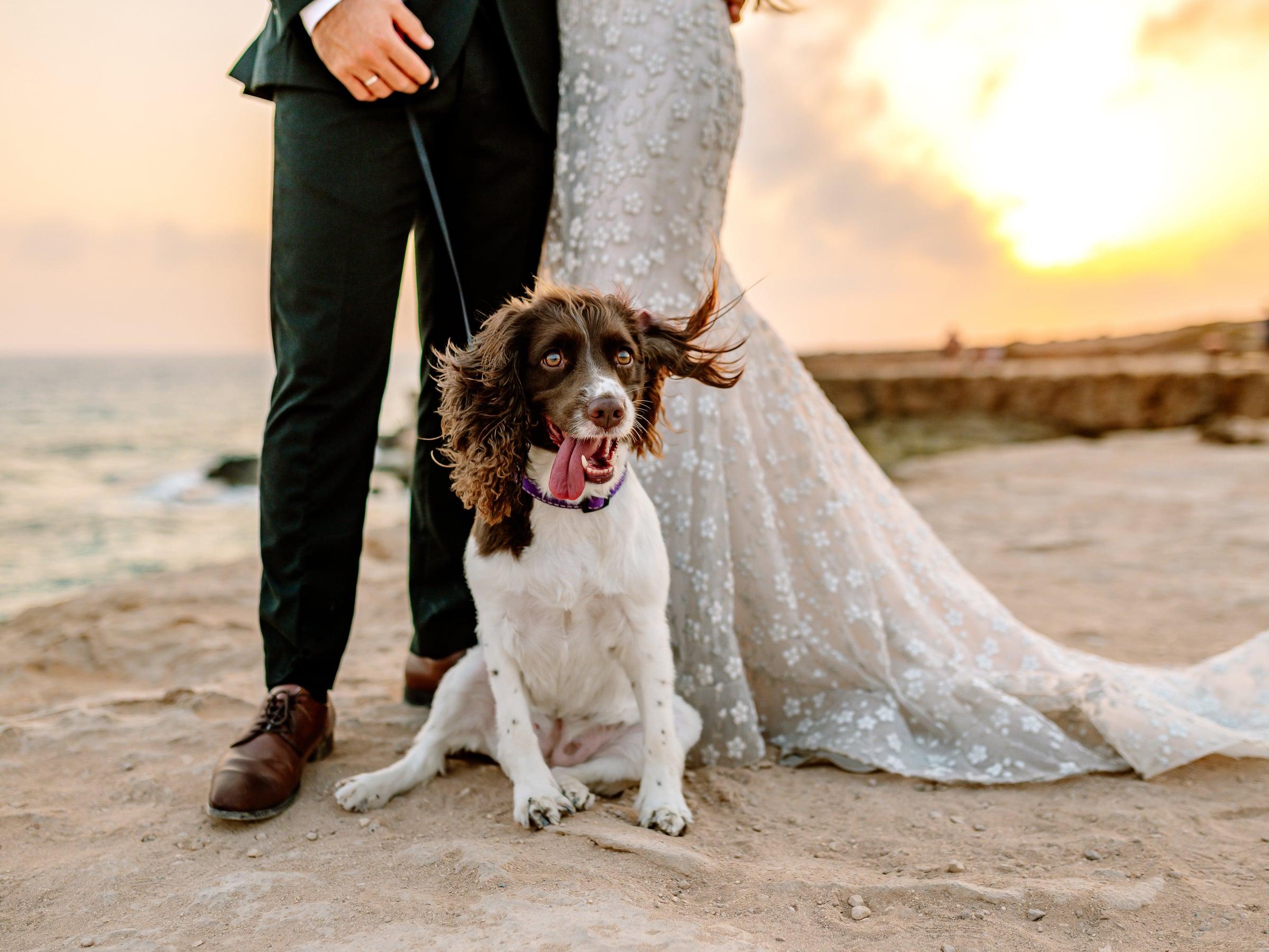 The couple's dog sitting beside them on the beach at sunset